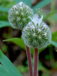 Ball-head Waterleaf Flower Essence