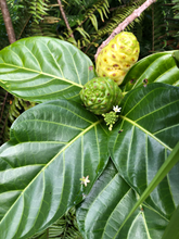 Load image into Gallery viewer, Noni Flower Essence