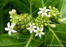 Load image into Gallery viewer, Noni Flower Essence