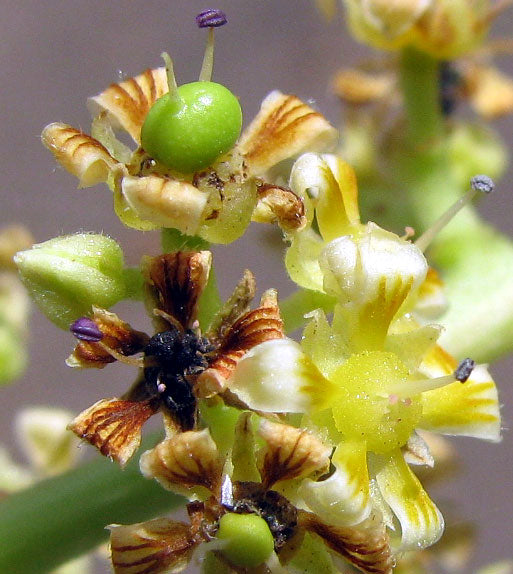 Mango Flower Essence