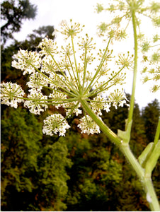 Angelica 11:11 Flower Essence