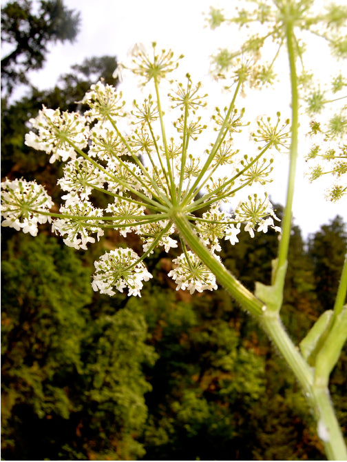 Angelica 11:11 Flower Essence