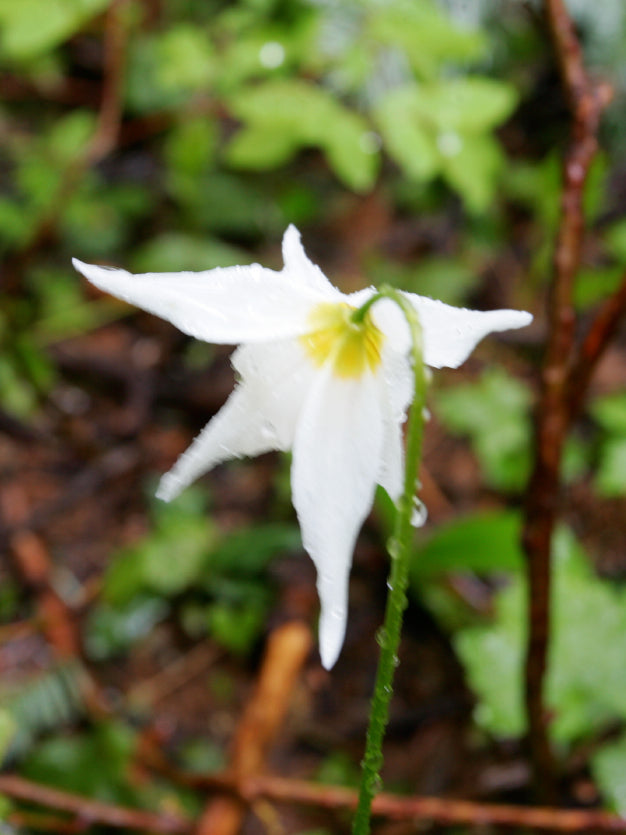 Avalanche Lily