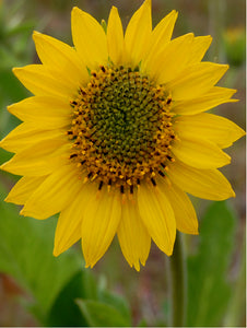 Balsamroot Flower Essence