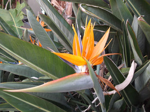 Bird of Paradise Flower Essence
