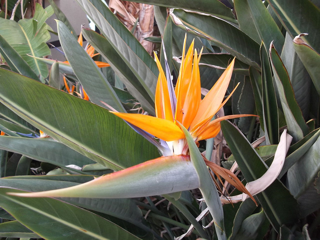 Bird of Paradise Flower Essence