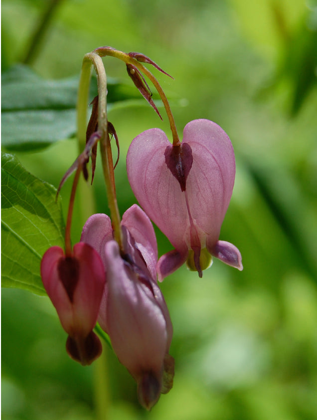 Bleeding Heart Flower Essence