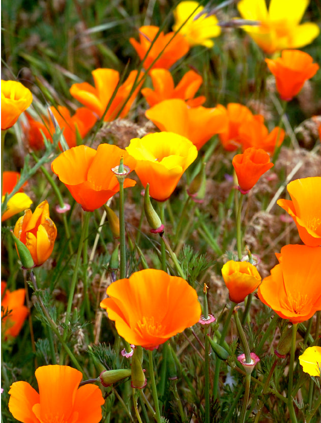 California Poppy Flower Essence