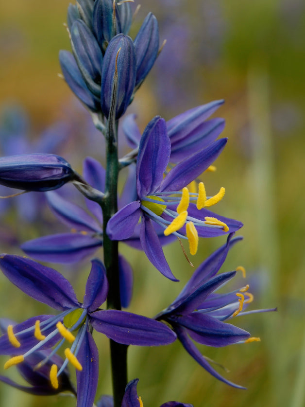 Camas Flower Essence