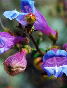 Cut-Leaf Penstemon Flower Essence