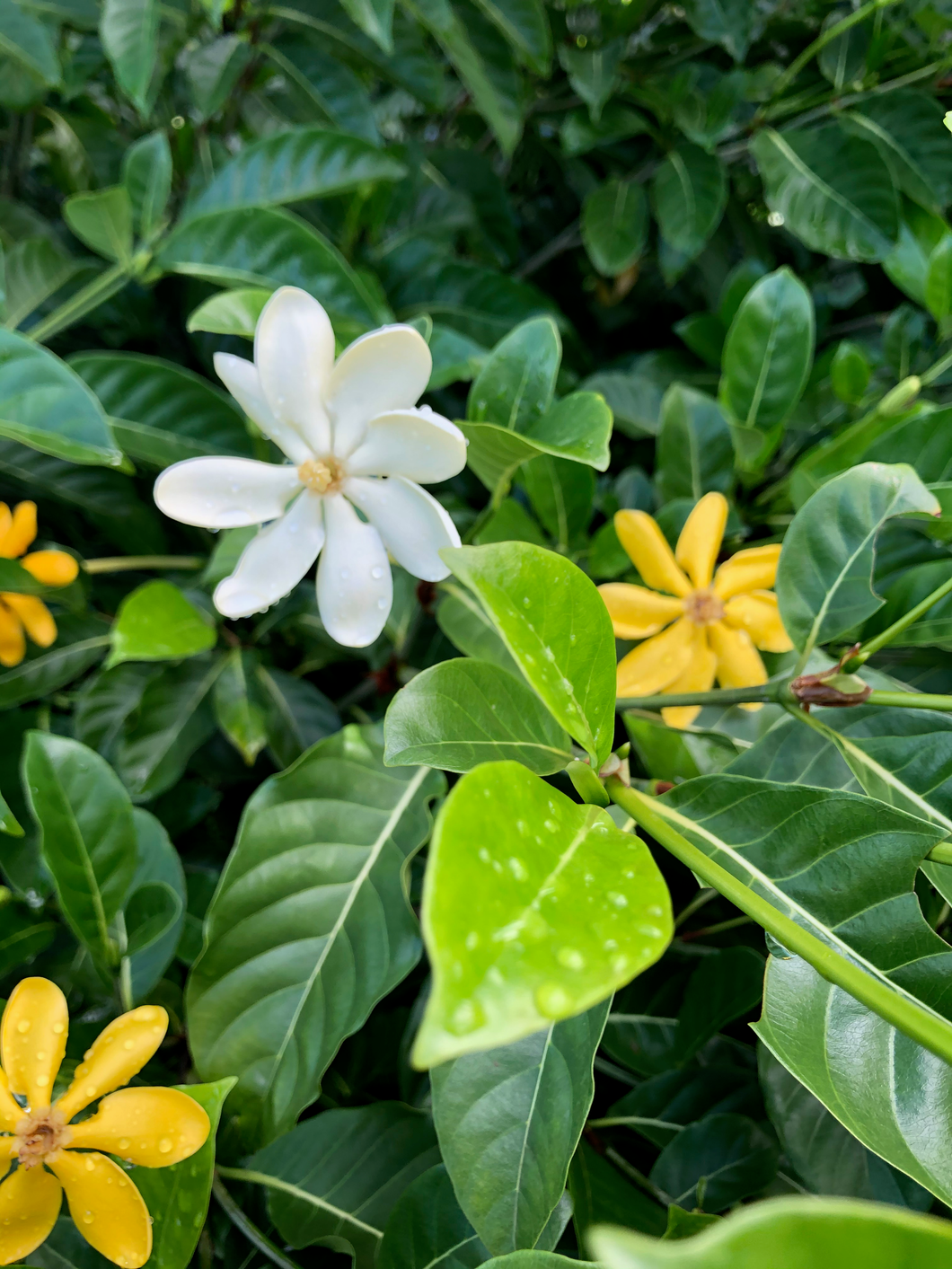 Gardenia Flower Essence