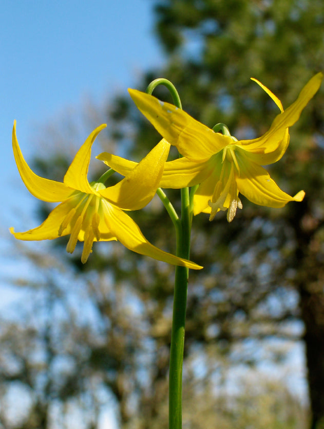 Glacier Lily Flower Essence