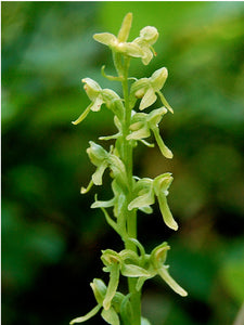 Green Bog Orchid Flower Essence