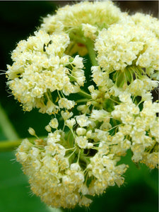 Heart-leaf Buckwheat Flower Essence