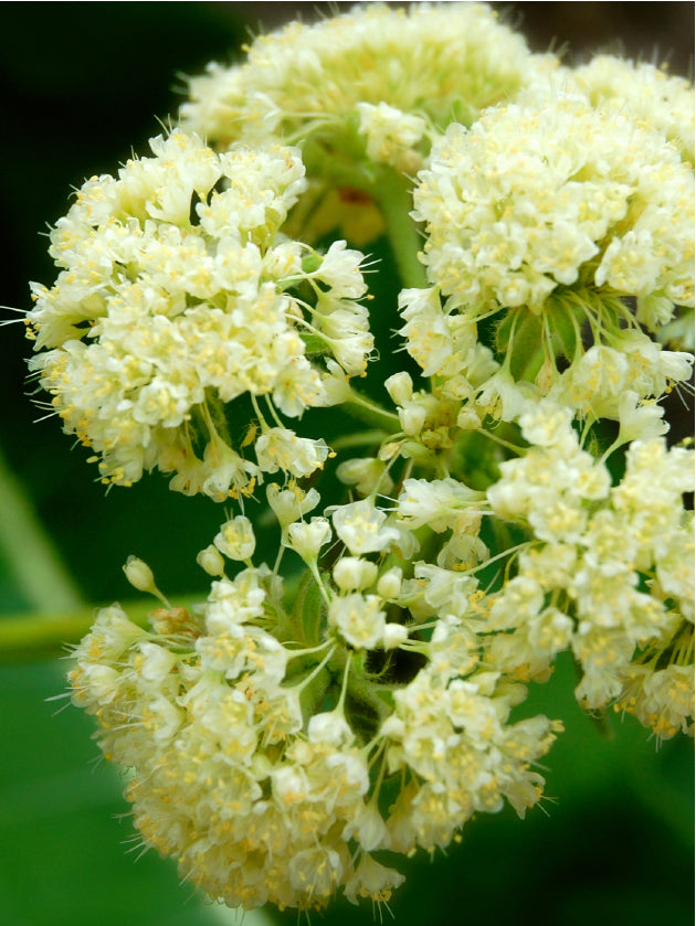 Heart-leaf Buckwheat Flower Essence