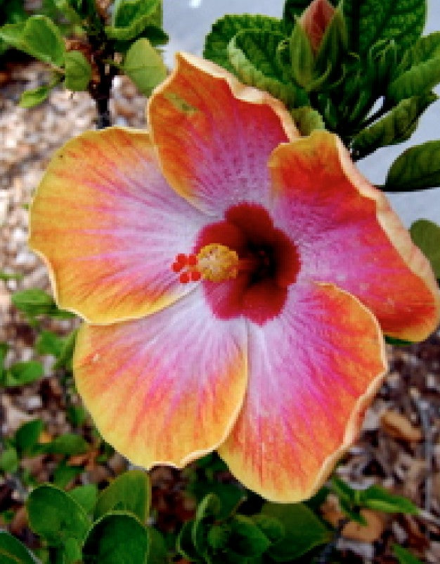 Hibiscus Flower Essence