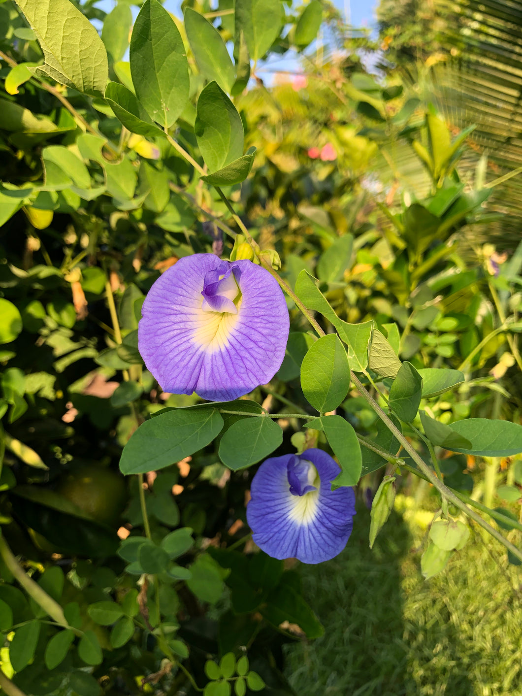 Blue Butterfly Pea
