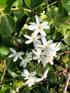 Jasmine Flower Essence
