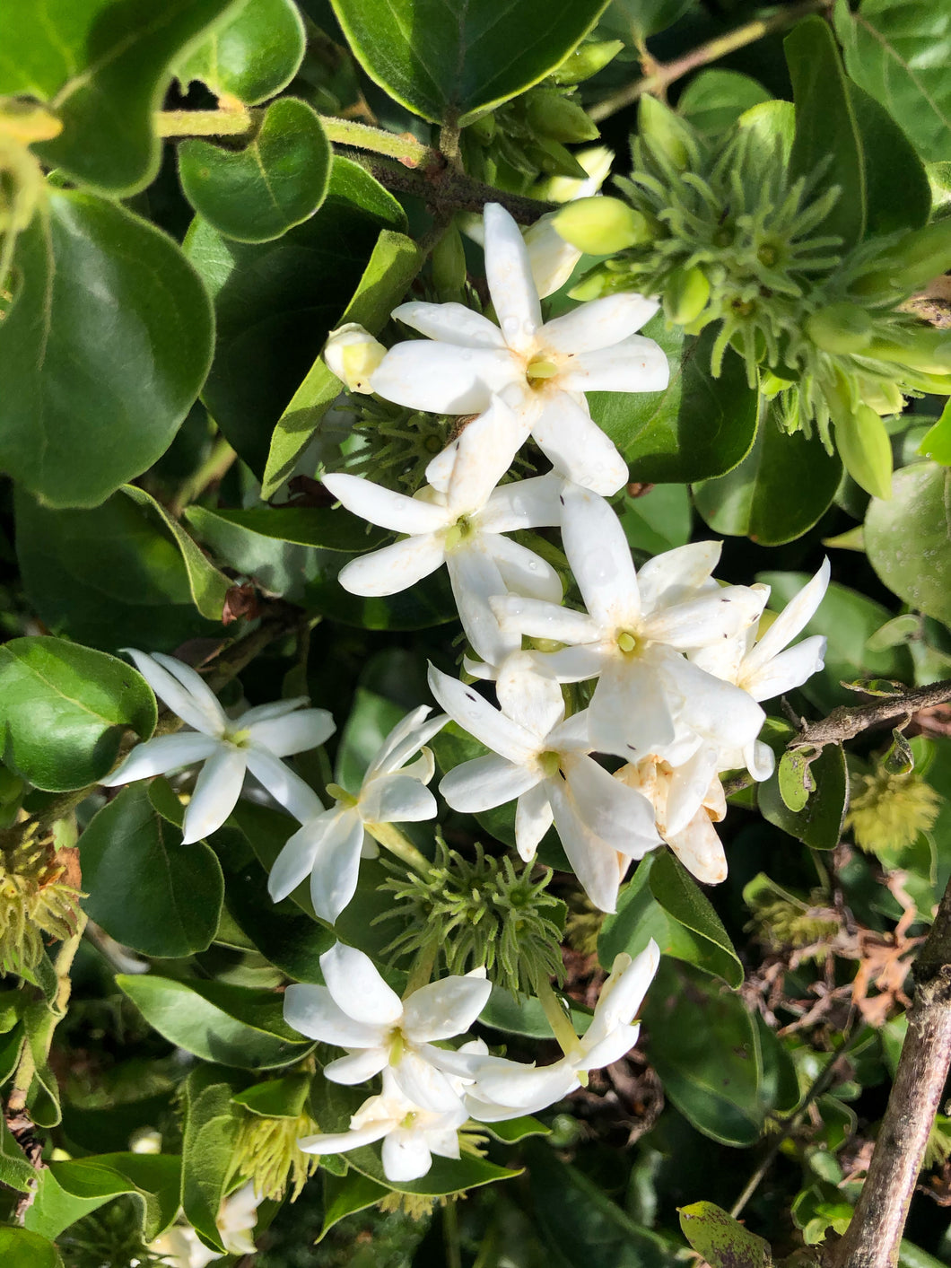 Jasmine Flower Essence