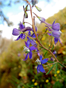Larkspur Flower Essence