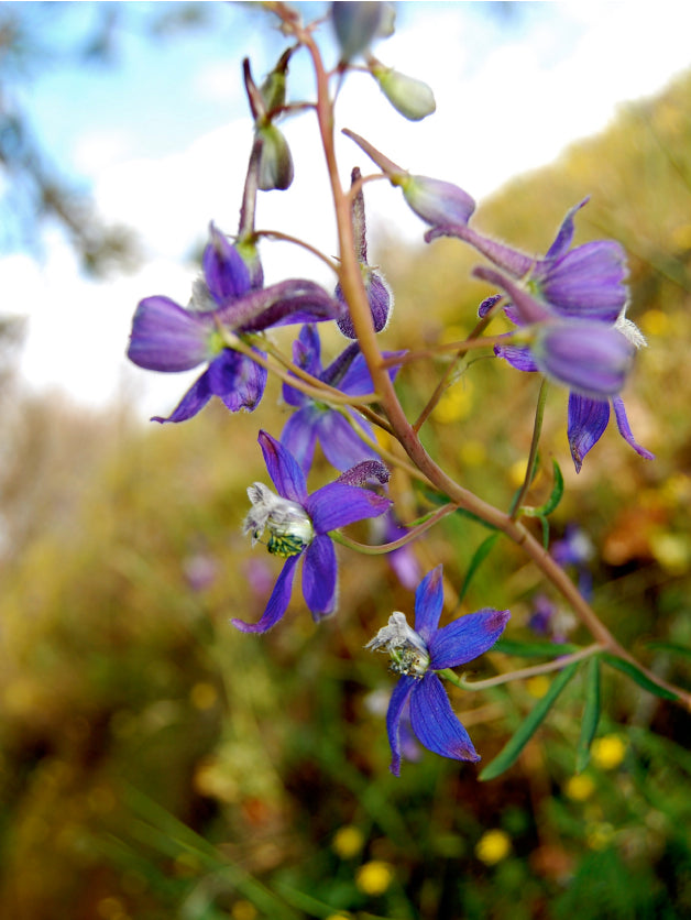 Larkspur Flower Essence