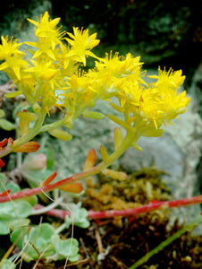 Leiberg's Stonecrop Flower Essence