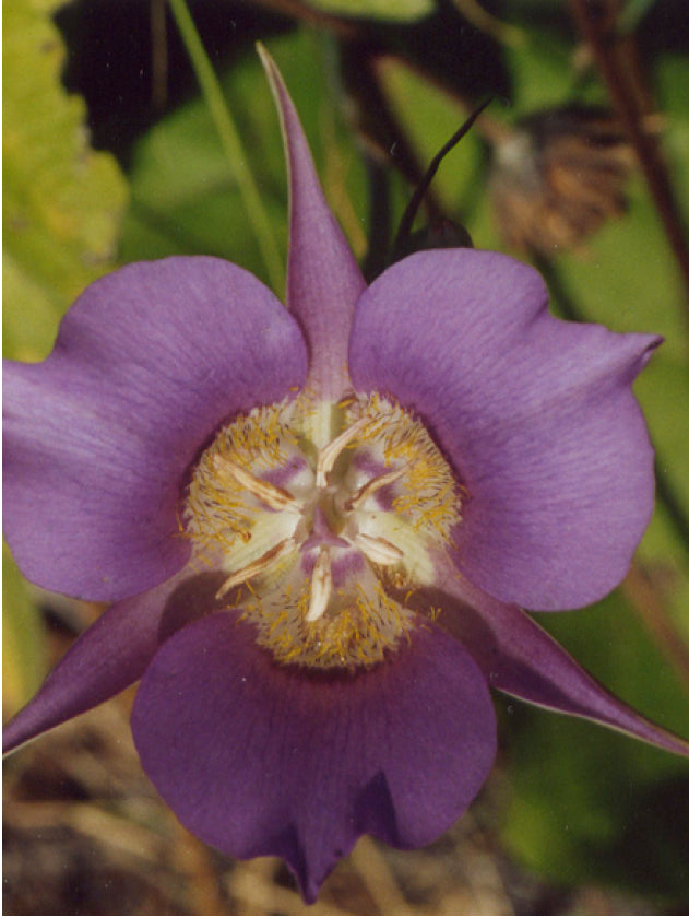 mariposa lily flower essence Mariposa Lily Flower Essence – 3 Flowers Healing