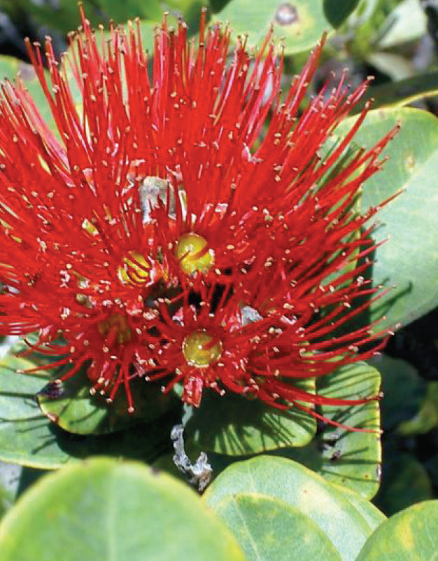 Ohi'A Lehua Flower Essence