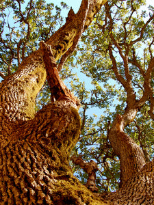 Oregon Oak Flower Essence