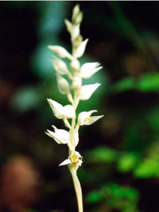 Phantom Orchid Flower Essence