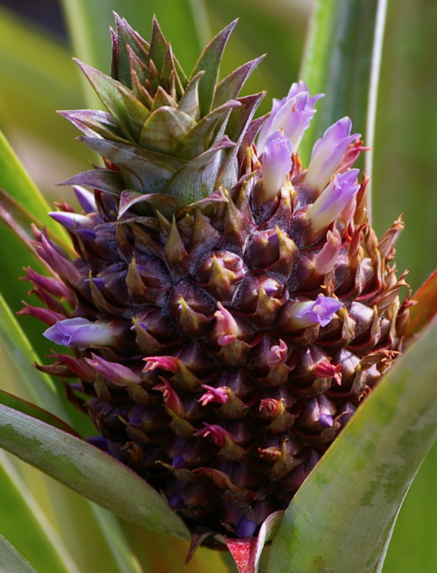 Pineapple Flower Essence