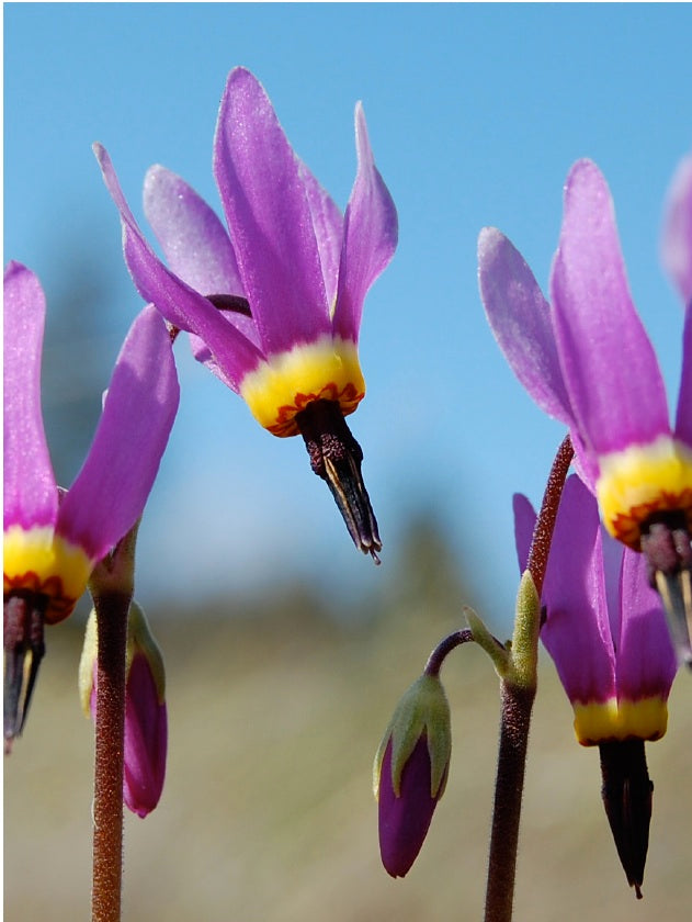 Poet's Shooting Star Flower Essence