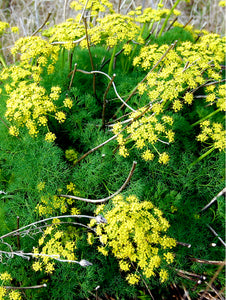 Pungent Desert Parsley Flower Essence