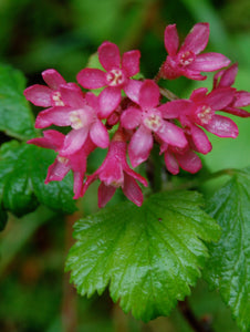 Red Flowering Currant Flower Essence