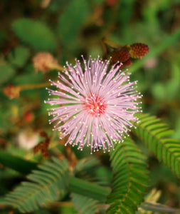 Sensitive Plant Flower Essence