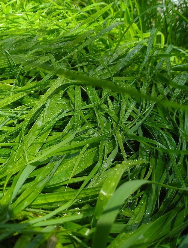 Sweet Grass