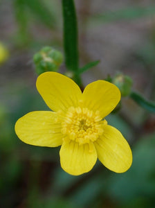 The Dalles Mt Buttercup