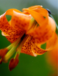 Tiger Lily