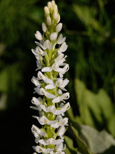 White Bog Orchid 626w