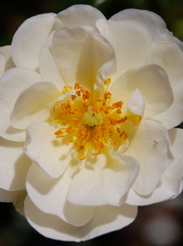 White Rose 626w