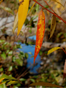 willow 626w